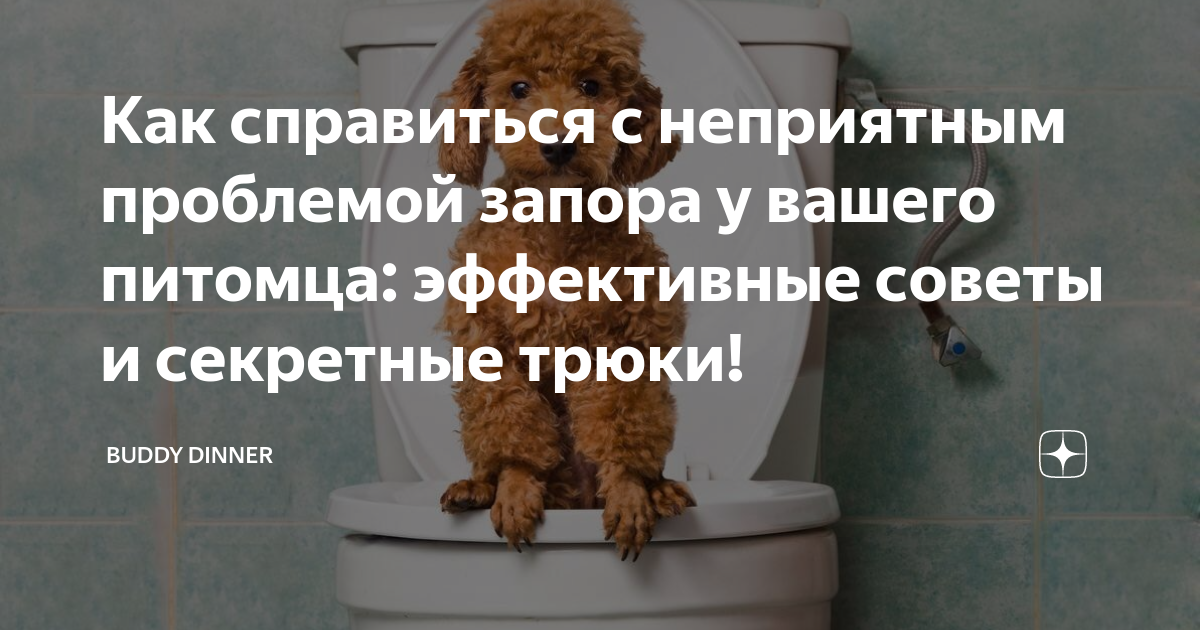 Запор у собаки: что делать и как помочь собаке при запоре дома | Royal Canin