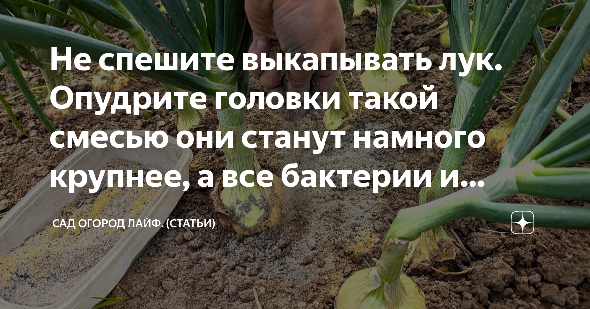 Когда выкапывать лук в этом году. Когда выкапывать лук в этом году