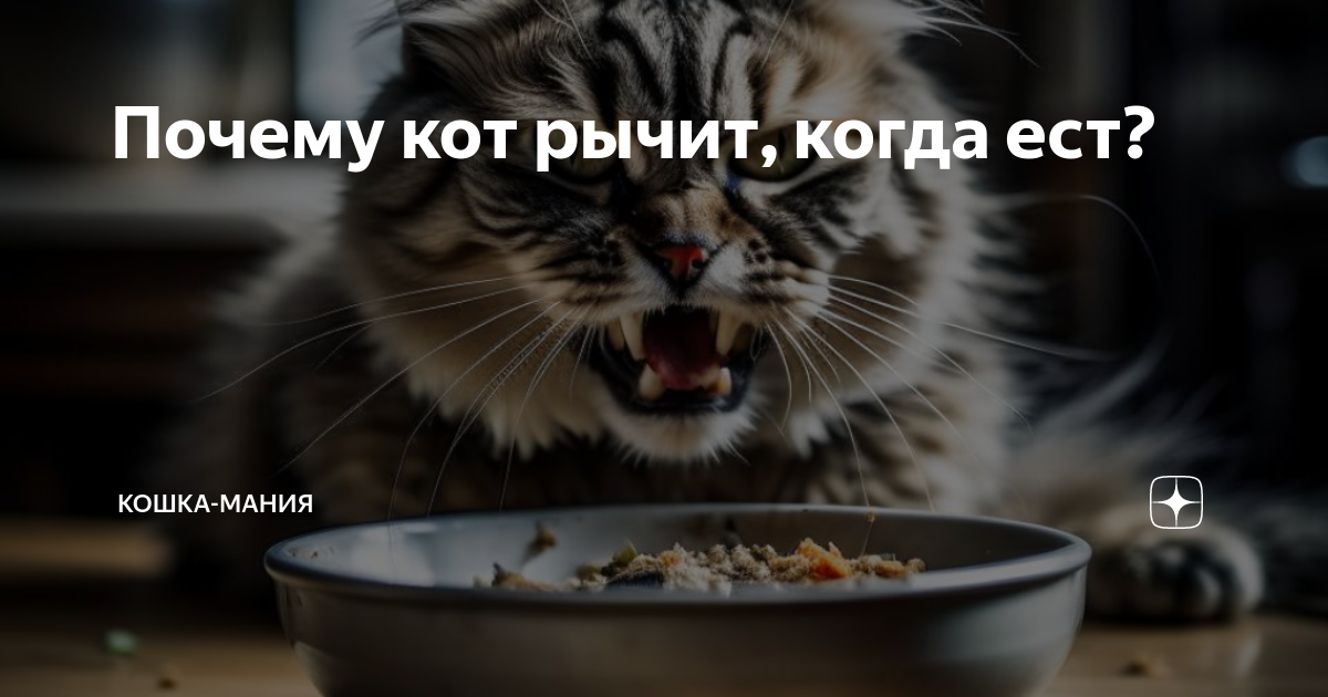 Рычит когда ест. Рычит когда ест