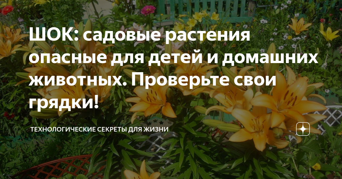 ШОК: садовые растения опасные для детей и домашних животных. Проверьте ...