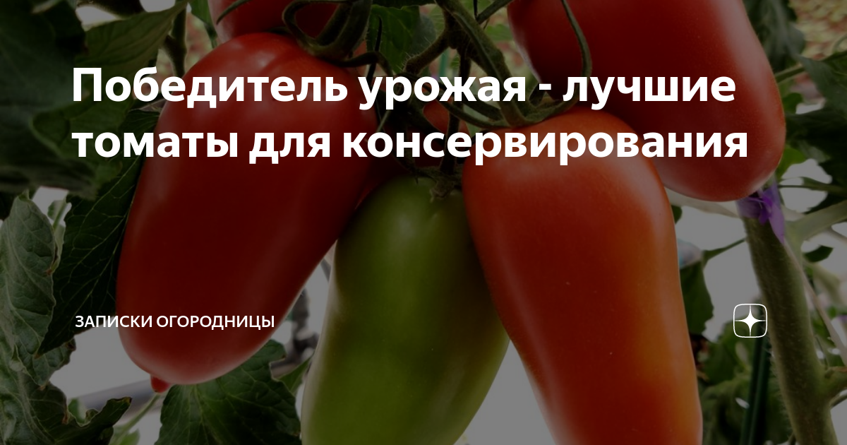 Победитель урожая - лучшие томаты для консервирования | Записки ...