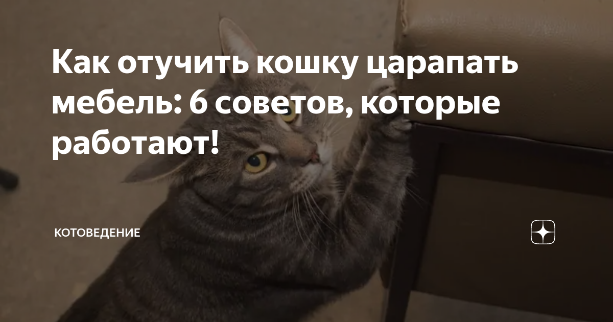 Как отучить кошку царапать диван