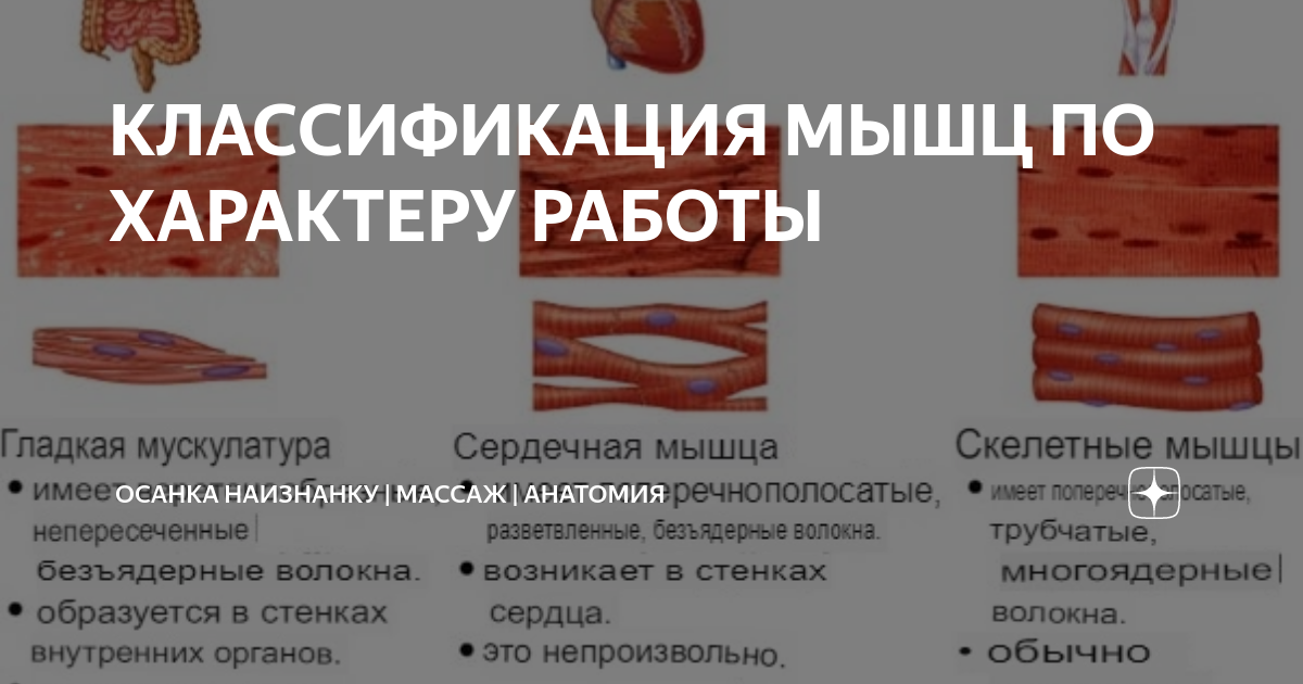 Стенки внутренних органов состоят из мышечной ткани скелетной гладкой