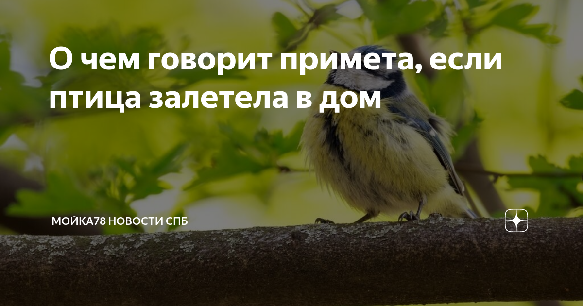 птица залетела в дом примета воробей