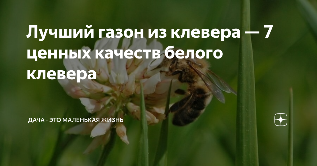 Лучший газон из клевера — 7 ценных качеств белого клевера | Дача - это ...