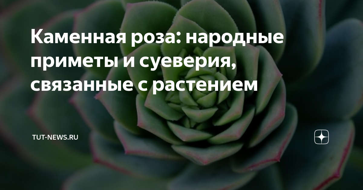 Лучшие цветы для дома: описание, названия и фото. Новини Авдіївки | san-poltava.ru