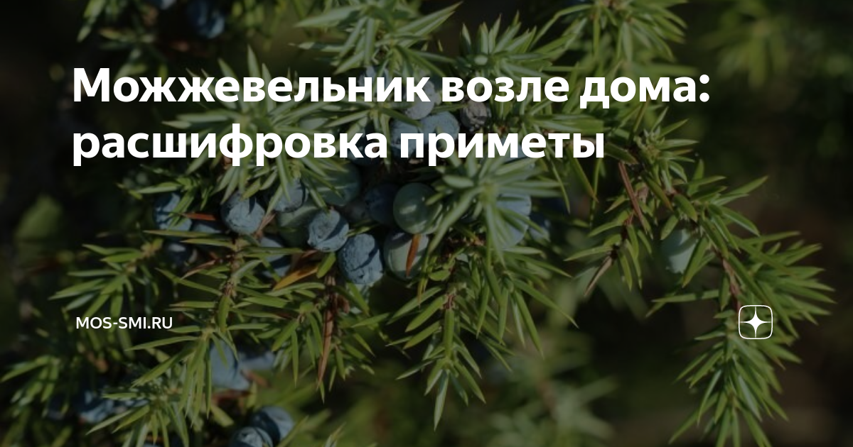 бонсай из можжевельника мейери. примета можжевельник возле дома. можжевельник чешуйчатый стрижка бонсай. можжевельник куст золотой. можжевельник чешуйчатый мейери бонсай.