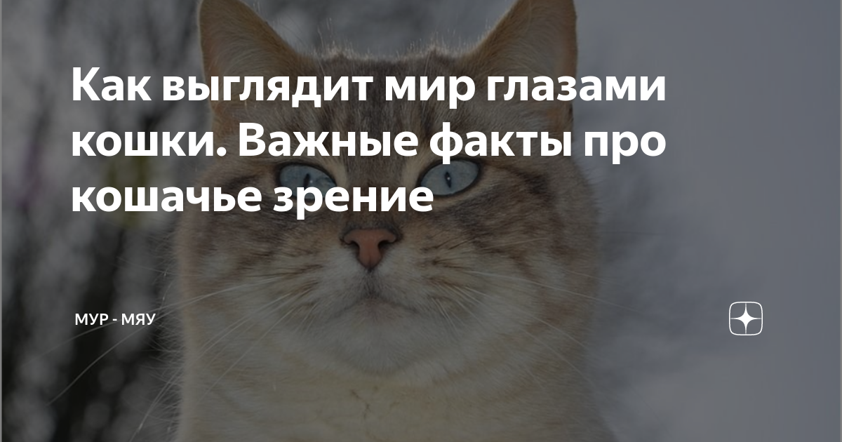 Как выглядит кошка за полмиллиона: многие считают, что в ней нет ничего особенно