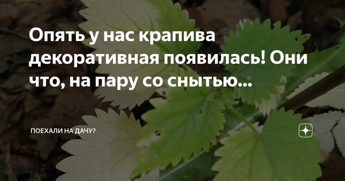 Собирайте крапиву огэ