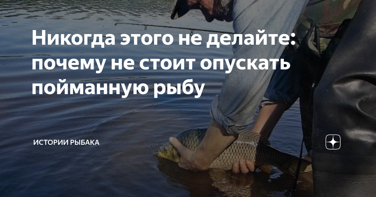 Почему отпускаю рыбу. Отпускает рыбу. Поймал отпусти рыбалка. Рыбак отпускает рыбу. Человек отпускает рыбу.