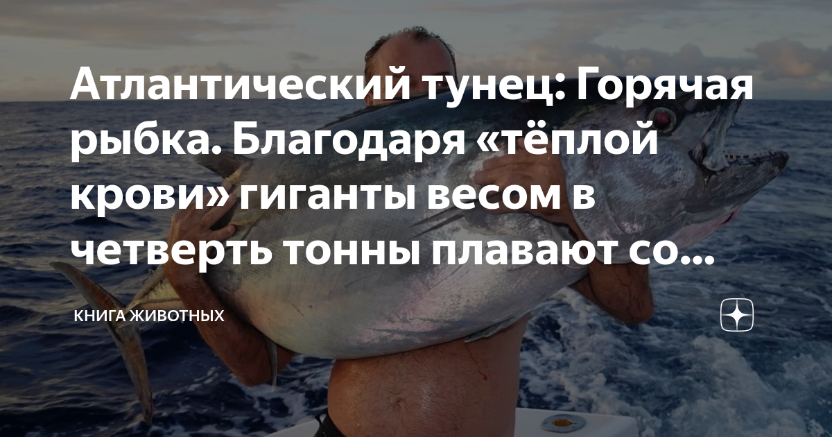 Атлантический тунец: Горячая рыбка. Благодаря «тёплой крови» гиганты ...