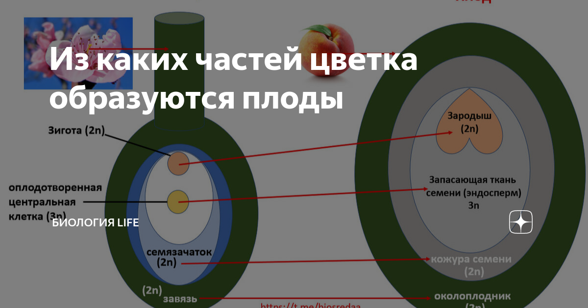 Из чего образуется семенная кожура биология