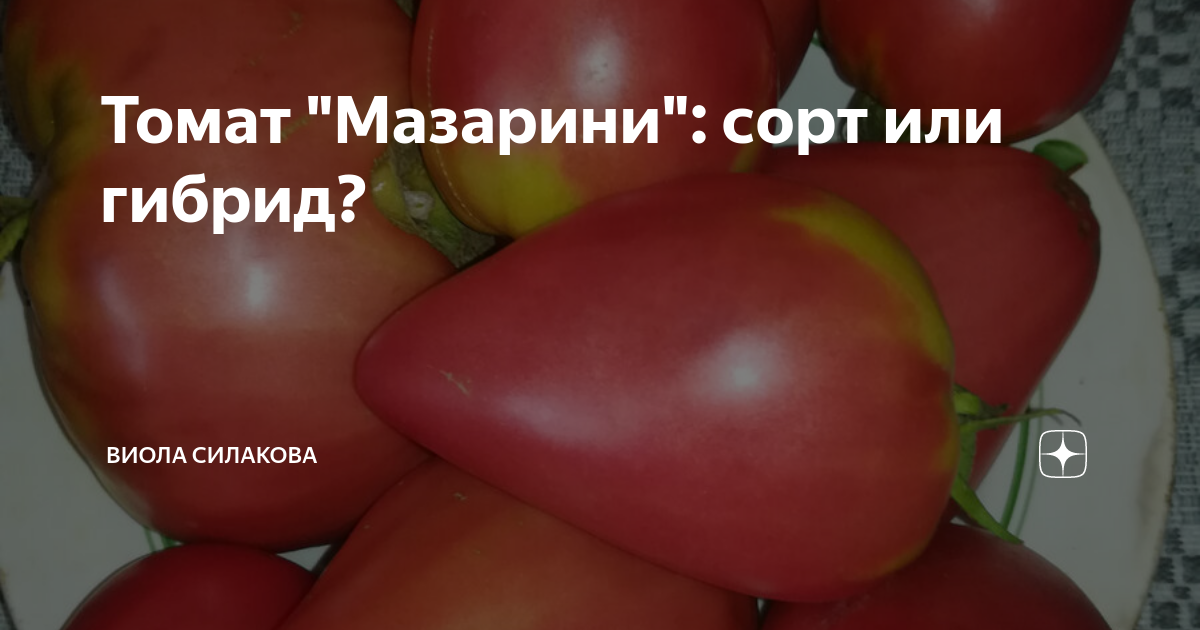 Томат "Мазарини": сорт или гибрид? | Самый вкусный помидор | Дзен