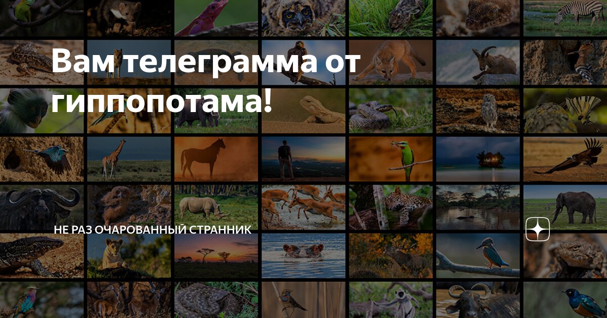 Вам телеграмма от гиппопотама! | Не раз очарованный странник | Дзен