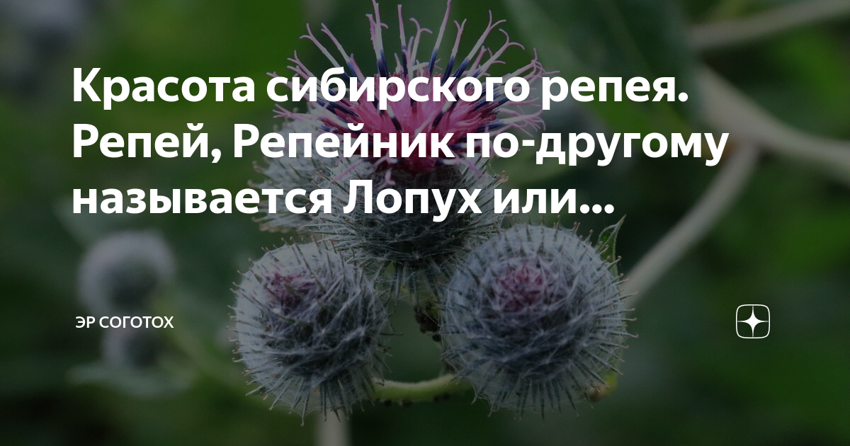 Красота сибирского репея. Репей, Репейник по-другому называется Лопух или. Сибир