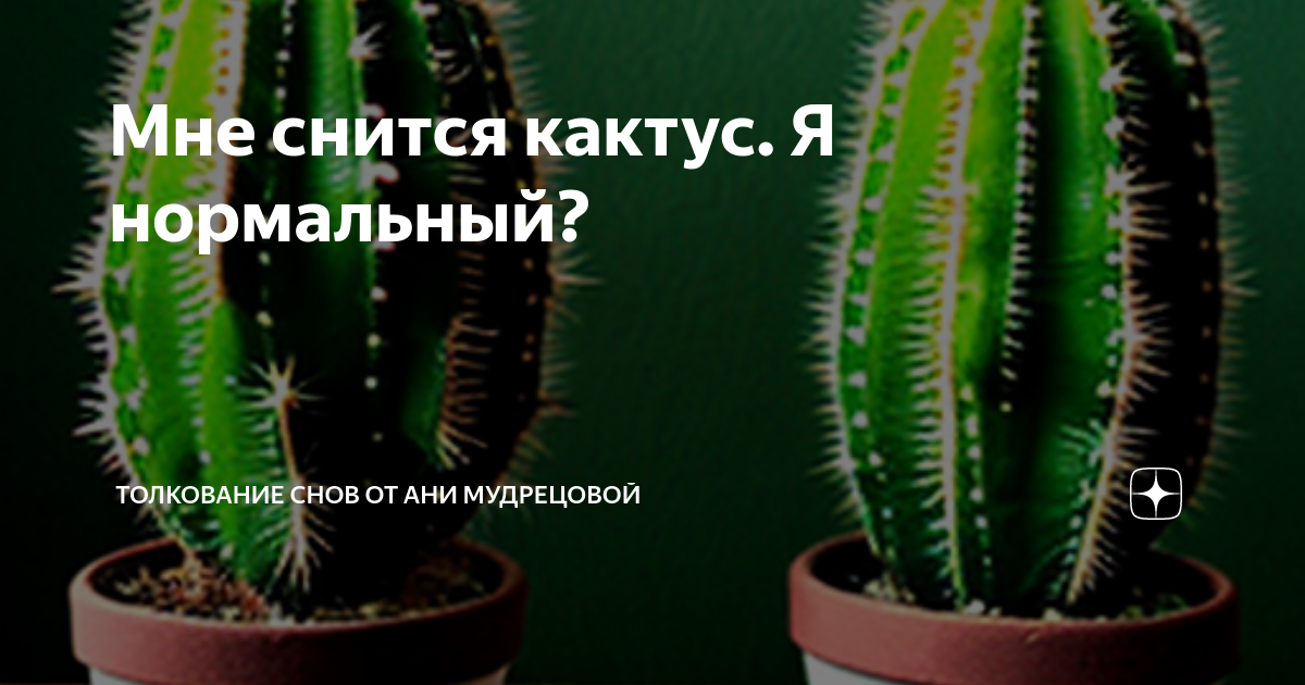 Цветущий кактус