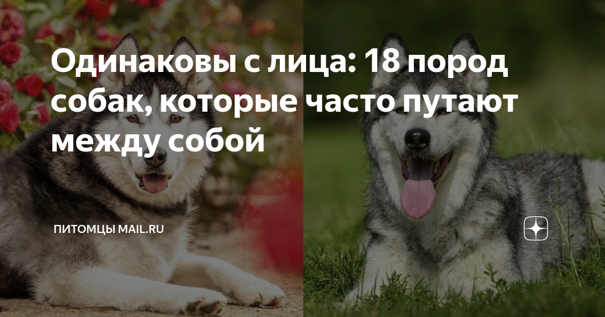 обезьяна и собака совместимость