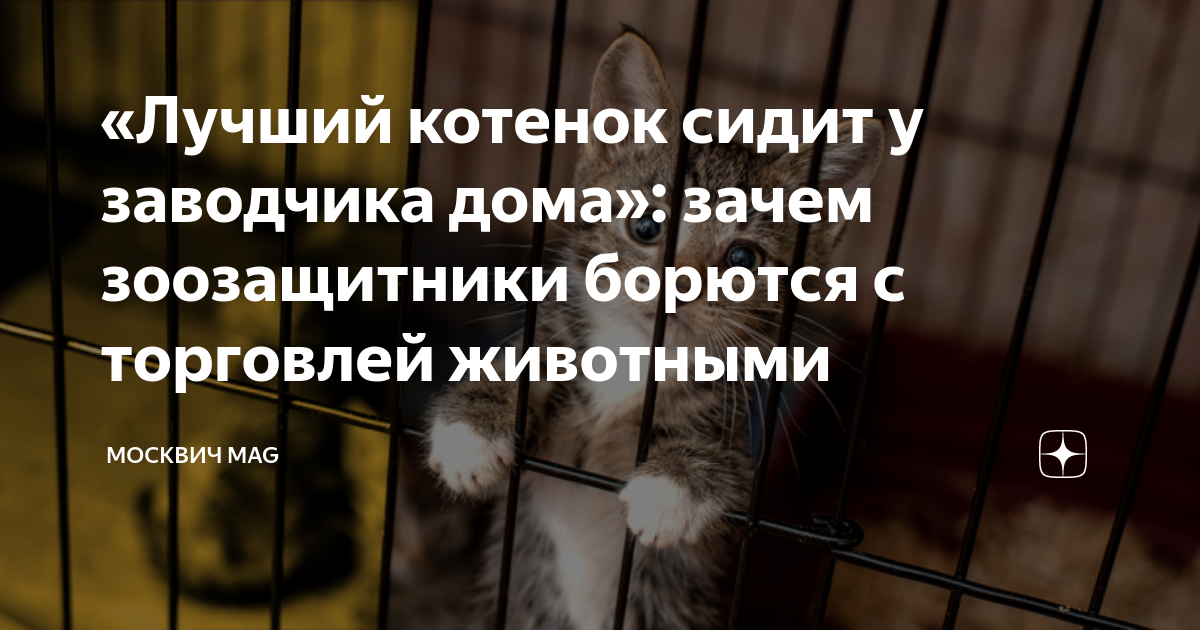 Москвич mag дзен