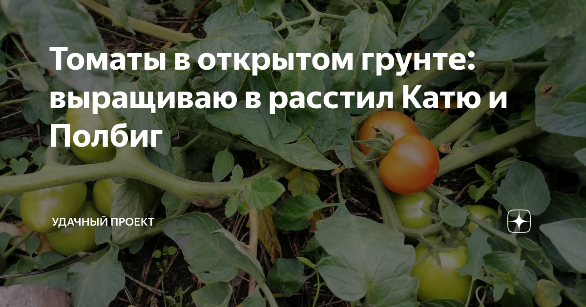 Томаты в открытом грунте: выращиваю в расстил Катю и Полбиг | уДачный ...