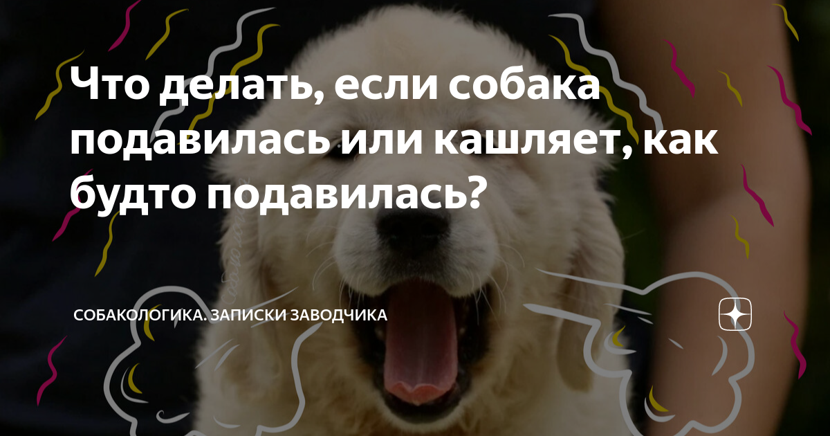 что делать если собака подавилась