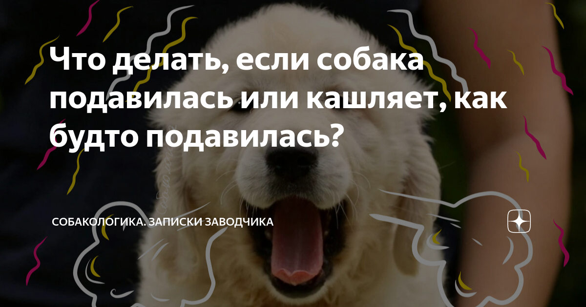 Что делать если собака подавилась и кашляет. Если собака подавилась. Собака подавилась как помочь. Почему собака кашляет как будто подавилась.