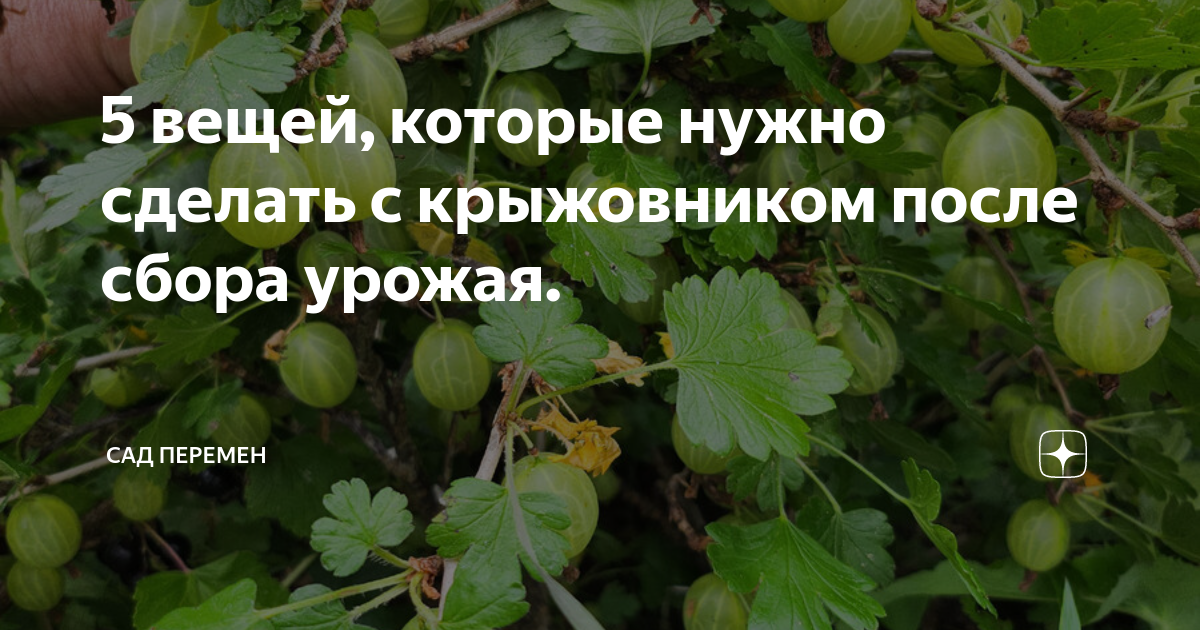 Крыжовник после сбора урожая что делать. Что делать с крыжовником после сбора урожая. Что делать с крыжовником после сбора.