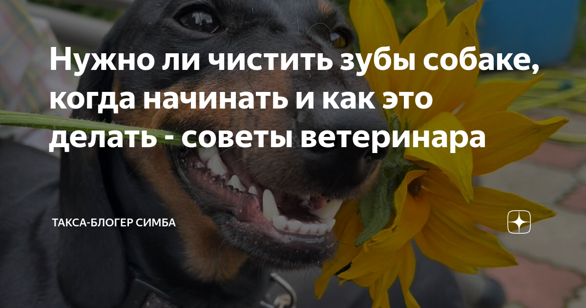 Такса блоггер симба. Такса блоггер симба. Такса блоггер симба. Такса блоггер симба. Такса блоггер симба.