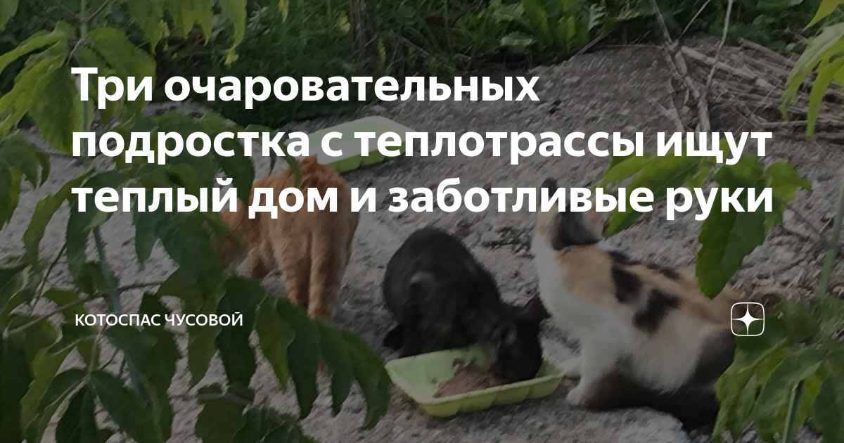 Три очаровательных подростка с теплотрассы ищут теплый дом и заботливые ...