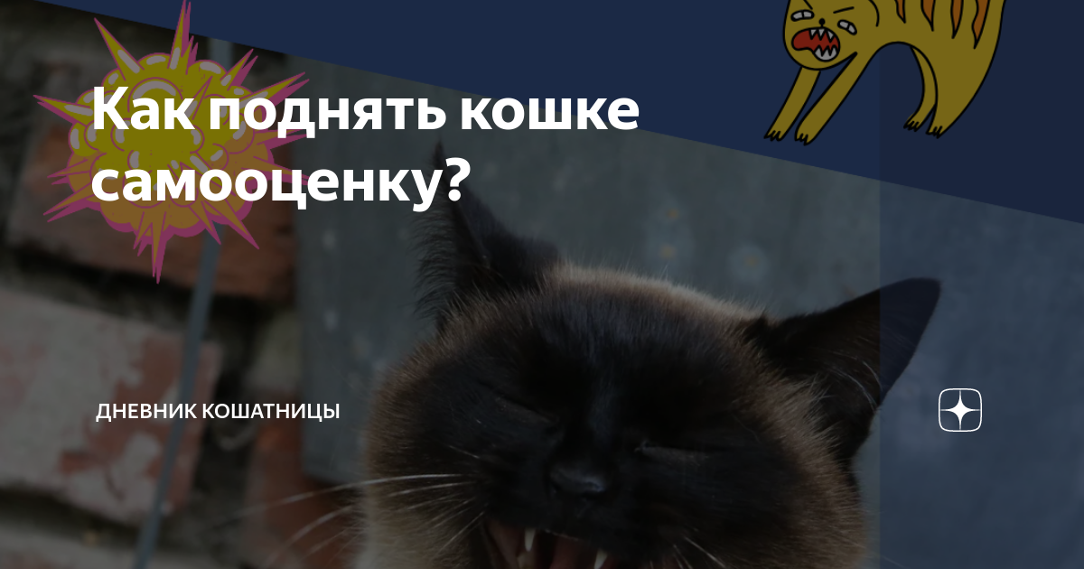 Как поднять кошке самооценку? | Дневник кошатницы | Дзен