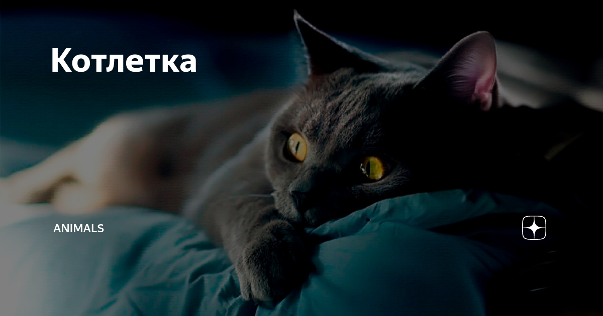 Котлетка | Animals | Дзен