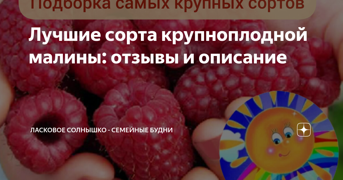 Малина Солнышко