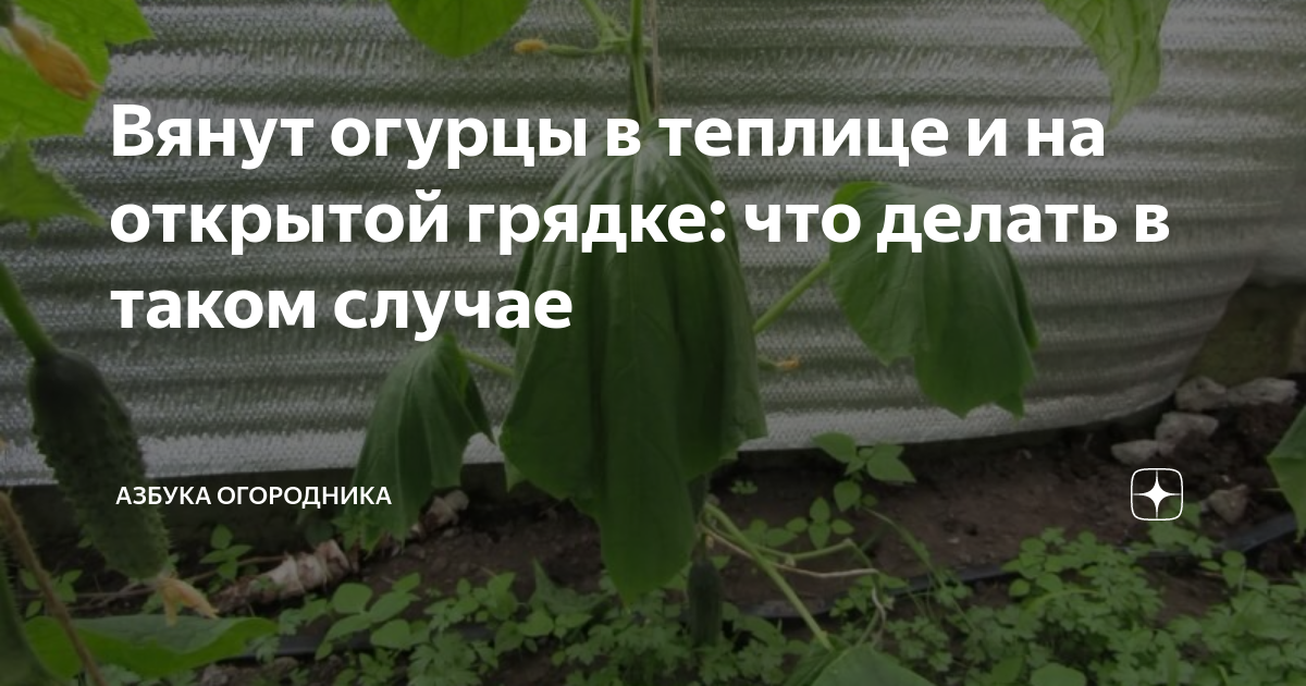 Огурец начал вянуть что делать. Вянут огурцы в теплице. Завяли огурцы в теплице что делать. Вянут огурцы на грядке что делать. Повяли огурцы в теплице что делать.