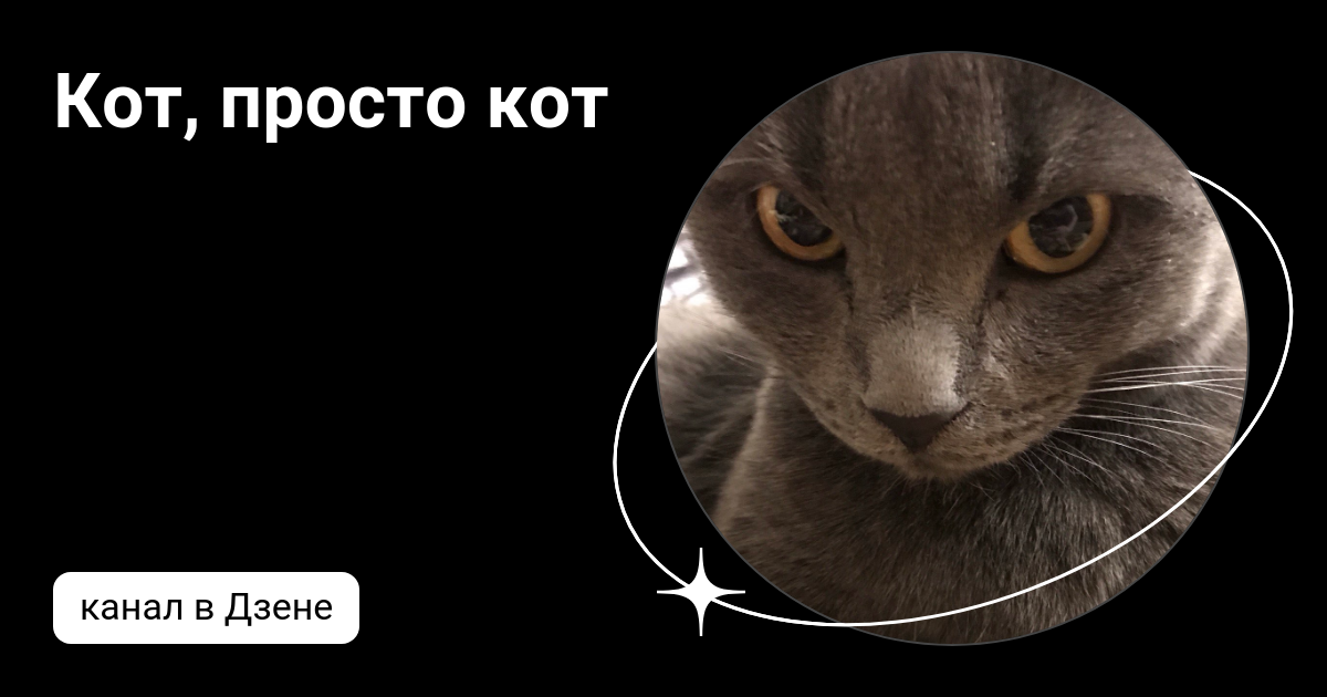 Он просто кот