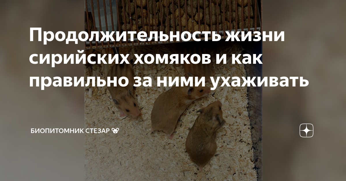 Продолжительность жизни сирийских хомяков и как правильно за ними ...