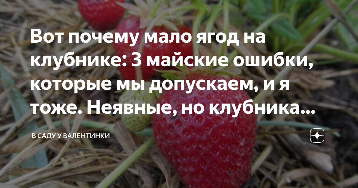 Земляничина. Мелкая клубника. Клубника некрупная. Земляника ремонтантная холидей. Земляника мелкая.
