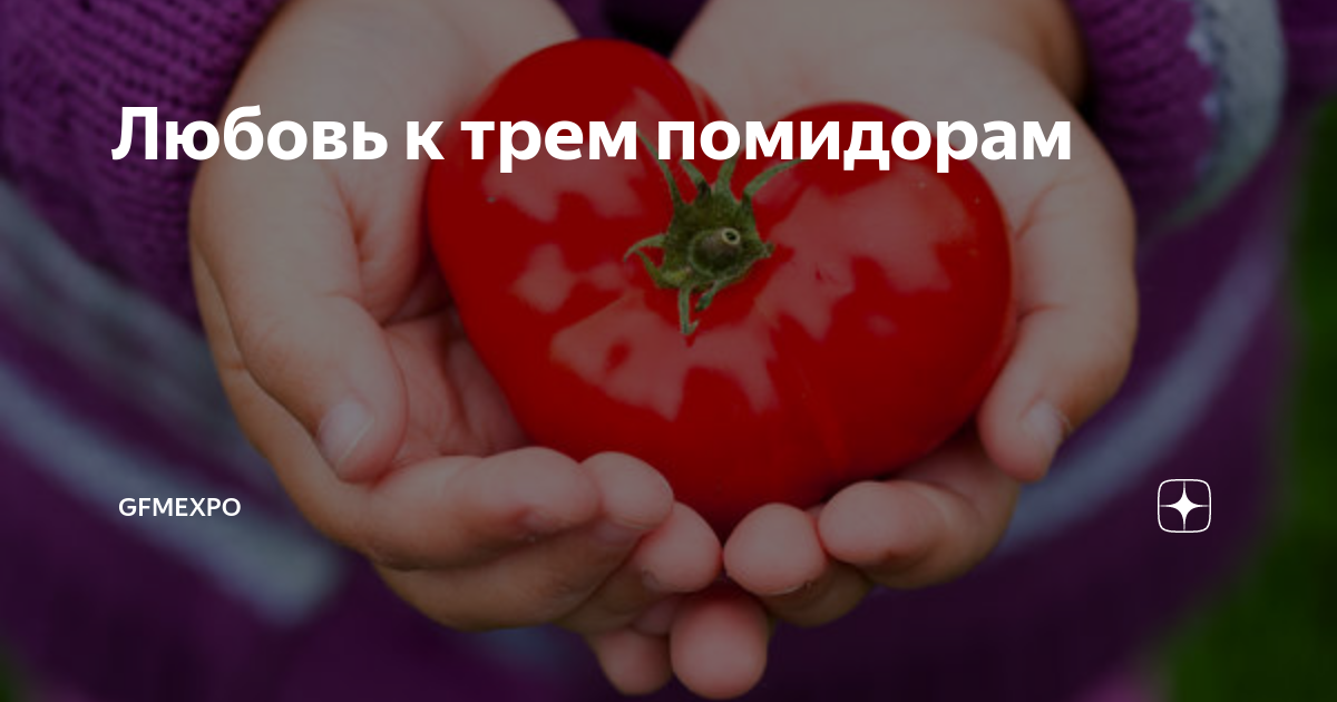 Любовь к трем помидорам | GFMexpo | Дзен