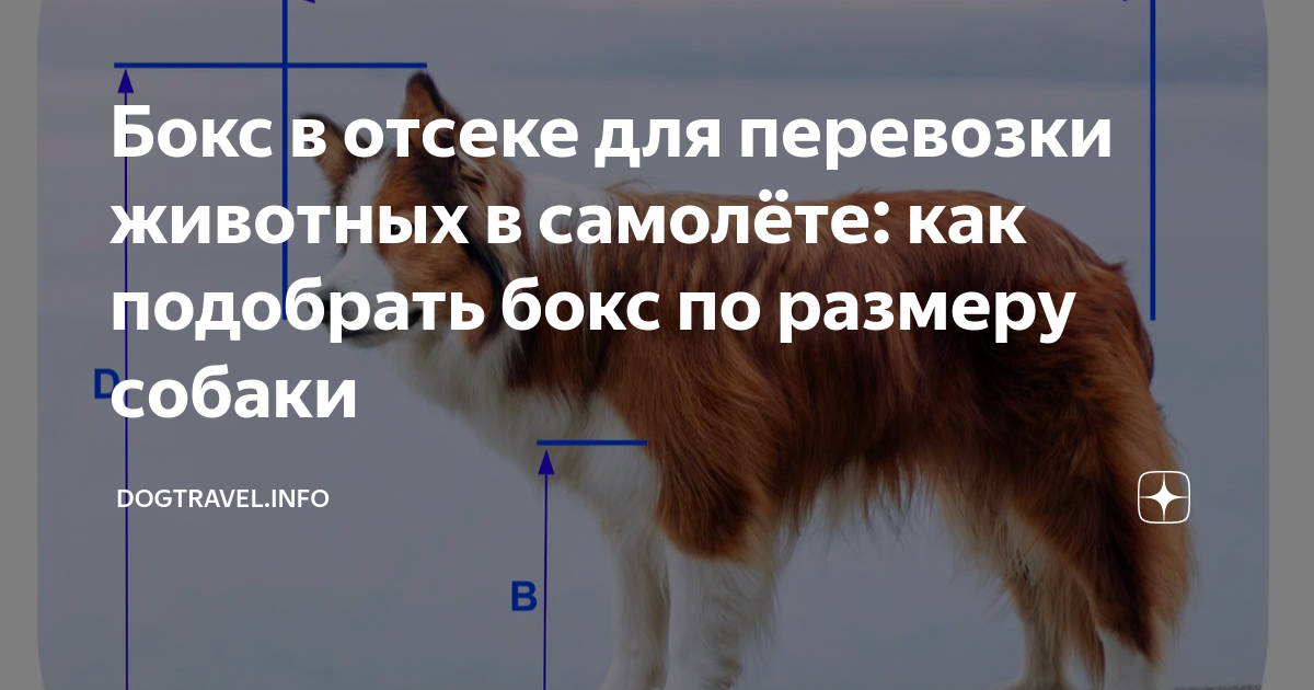 Бокс в отсеке для перевозки животных в самолёте: как подобрать бокс по ...