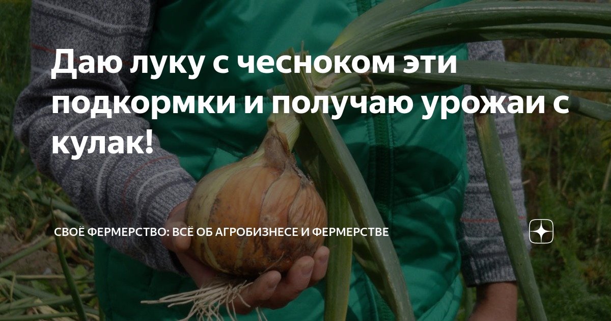 Можно ли подкормить лук куриным пометом