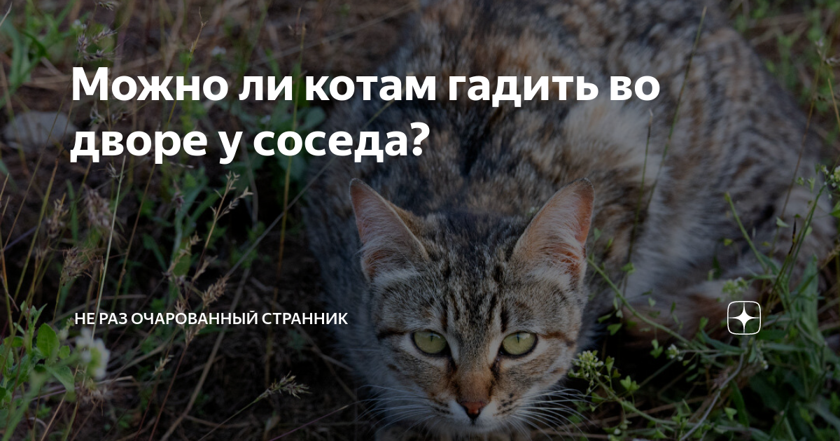 Можно ли котам гадить во дворе у соседа? | Не раз очарованный странник ...