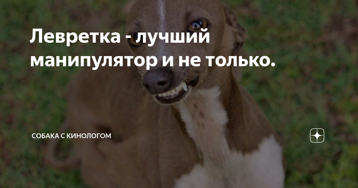 Левретка - лучший манипулятор и не только. | Собака с кинологом | Дзен