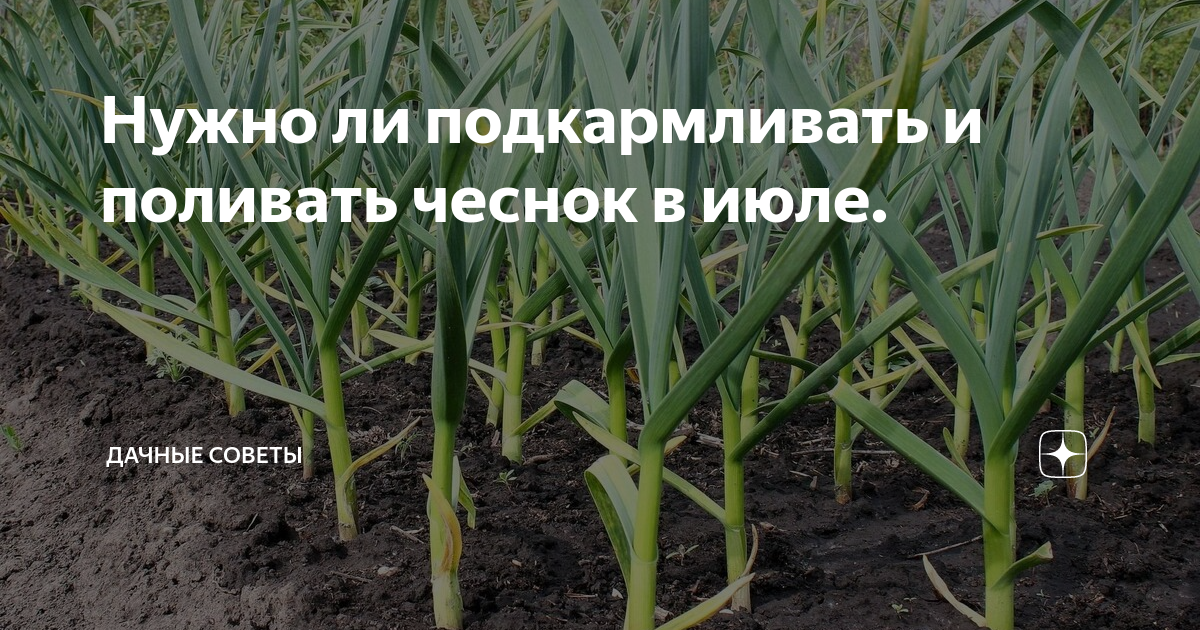 Как часто поливать чеснок в июле. Как часто поливать чеснок в июле