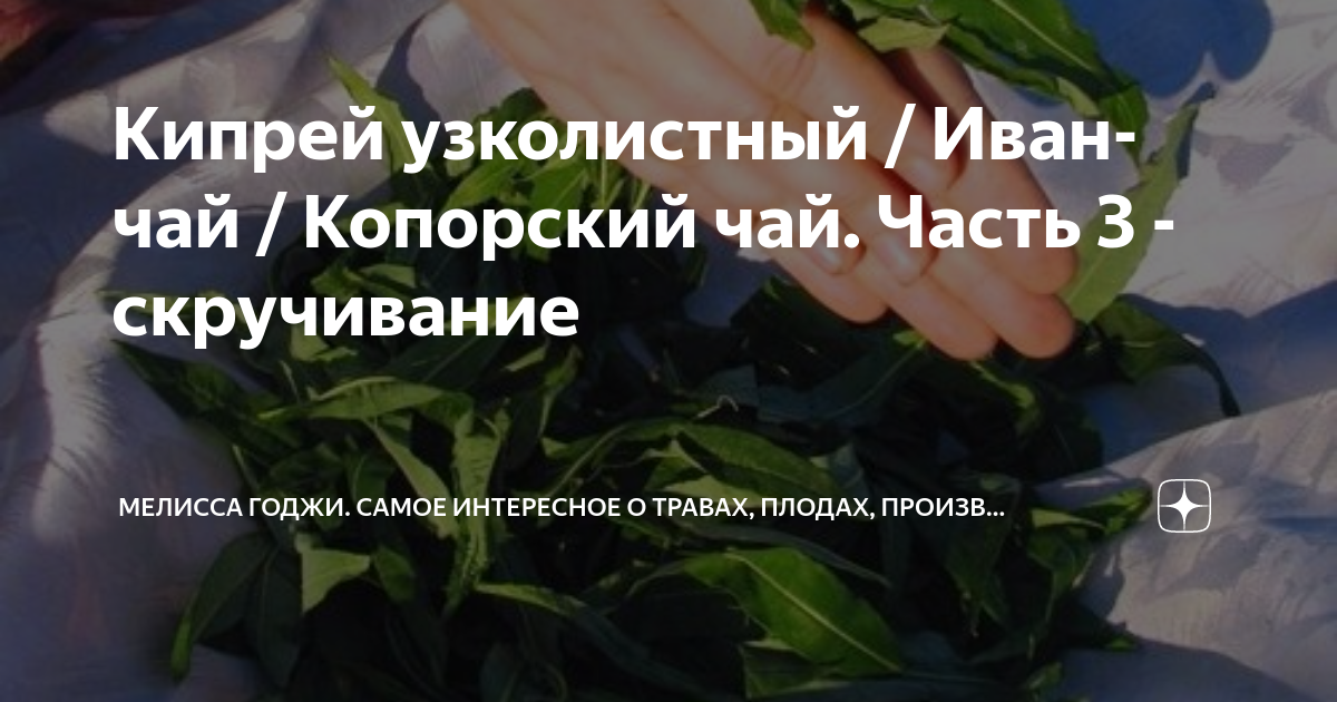 Кипрей узколистный / Иван-чай / Копорский чай. Часть 3 - скручивание ...