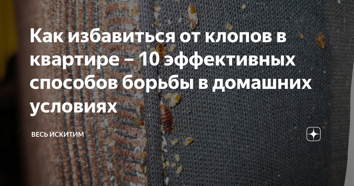 Как избавиться от клопов в квартире – 10 эффективных способов борьбы в ...