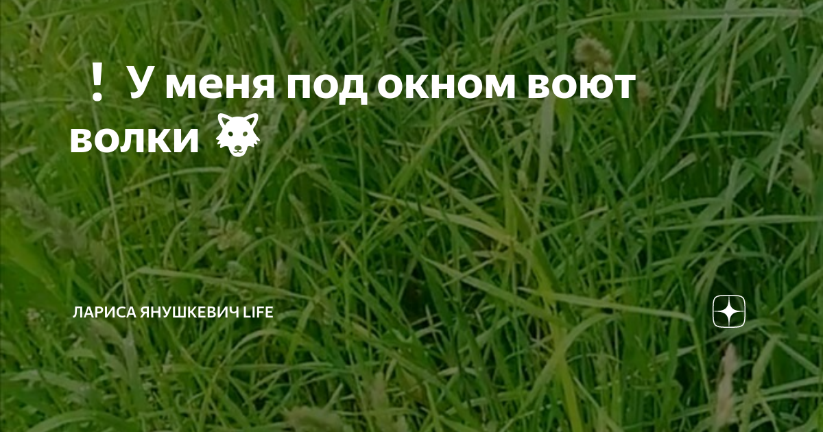 У меня под окном воют волки ?? | Лариса Янушкевич Life | Дзен