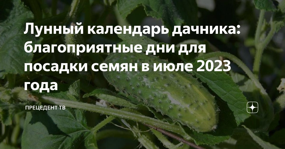 Лунный календарь дачника: благоприятные дни для посадки семян в июле ...