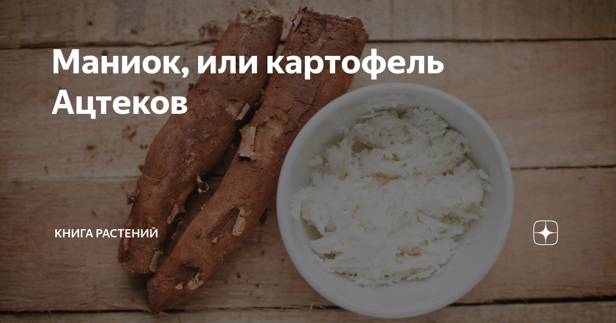 Маниок, или картофель Ацтеков | Книга растений | Дзен