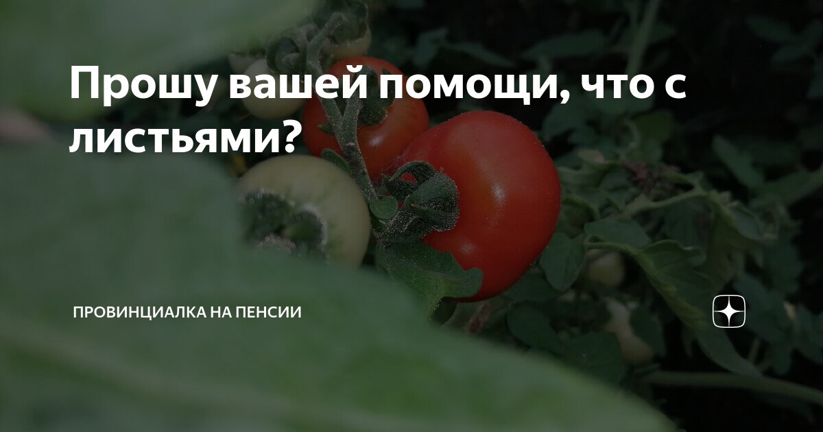 Прошу вашей помощи, что с листьями? | Провинциалка на пенсии | Дзен
