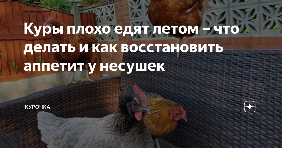 Почему не несутся куры осенью что делать. Обогрев курятника. Освещение птичника. Освещение для кур несушек в курятнике. Печка для обогрева курятника