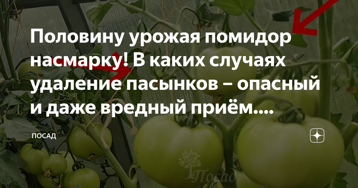 Какие пасынки удалять у помидор в теплице. Удаление пасынков у помидор в открытом грунте. Когда плодоносят огурцы. Техническая спелость томатов. Сколько зреют помидоры.