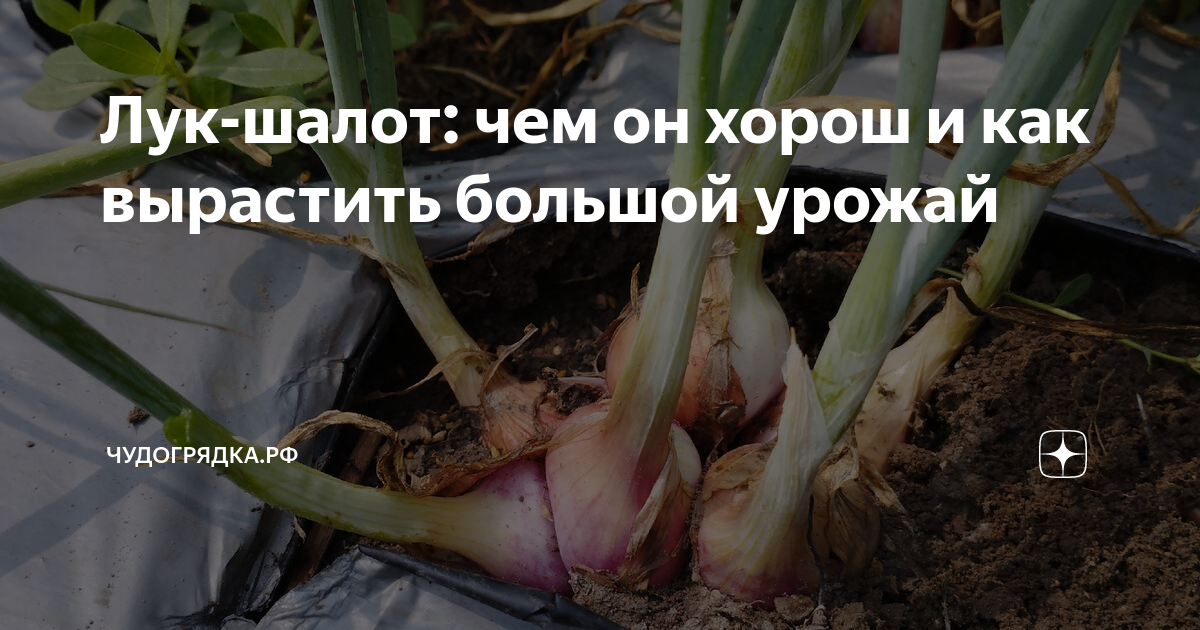 как вырастить лук шалот в домашних условиях
